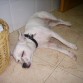 durmiendo